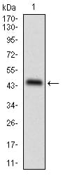 Figure 1: Western blot analysis using PLIN2 mAb against human PLIN2 recombinant protein. (Expected MW is 42.6 kDa)
