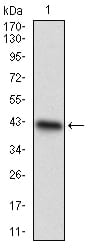 Figure 1: Western blot analysis using CDX1 mAb against human CDX1 recombinant protein. (Expected MW is 37.9 kDa)