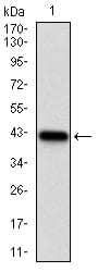 Figure 1: Western blot analysis using NPC1 mAb against human NPC1 recombinant protein. (Expected MW is 37.6 kDa)