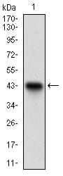 Figure 1: Western blot analysis using DNMT1 mAb against human DNMT1 recombinant protein. (Expected MW is 42.6 kDa)