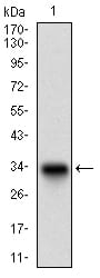 Figure 1: Western blot analysis using DCN mAb against human DCN recombinant protein. (Expected MW is 32.5 kDa)
