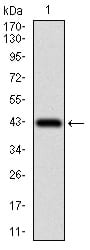 Figure 1: Western blot analysis using ZEB1 mAb against human ZEB1 recombinant protein. (Expected MW is 41.7 kDa)