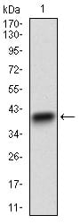 Figure 1: Western blot analysis using CD22 mAb against human CD22 recombinant protein. (Expected MW is 37 kDa)