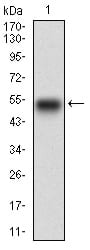 Figure 1: Western blot analysis using EGFR mAb against human EGFR recombinant protein. (Expected MW is 48.2 kDa)