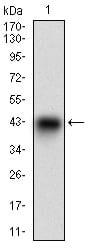 Figure 1: Western blot analysis using SYCP3 mAb against human SYCP3 recombinant protein. (Expected MW is 37.2 kDa)