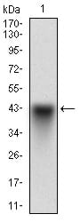 Figure 1: Western blot analysis using SYCP3 mAb against human SYCP3 recombinant protein. (Expected MW is 37.2 kDa)