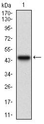 Figure 1: Western blot analysis using SERPINA7 mAb against human SERPINA7 recombinant protein. (Expected MW is 41.4 kDa)