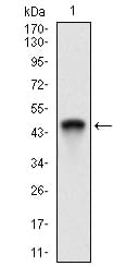 Figure 1: Western blot analysis using Ring1 mAb against human Ring1 recombinant protein. (Expected MW is 44.6 kDa)