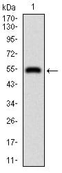 Figure 1: Western blot analysis using DIS3L2 mAb against human DIS3L2 recombinant protein. (Expected MW is 50.2 kDa)