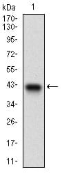 Figure 1: Western blot analysis using PTP4A2 mAb against human PTP4A2 recombinant protein. (Expected MW is 37.5 kDa)