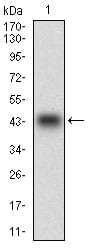 Figure 1: Western blot analysis using PON1 mAb against human PON1 recombinant protein. (Expected MW is 40.6 kDa)