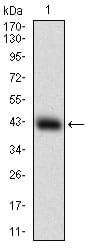 Figure 1: Western blot analysis using SOX10 mAb against human SOX10 recombinant protein. (Expected MW is 31.7 kDa)