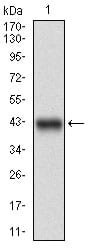 Figure 1: Western blot analysis using PPP1R1B mAb against human PPP1R1B (AA: 95-204) recombinant protein. (Expected MW is 38.3 kDa)