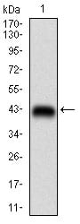 Figure 1: Western blot analysis using RPTOR mAb against human RPTOR (AA: 874-1009) recombinant protein. (Expected MW is 41 kDa)