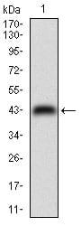 Figure 1: Western blot analysis using CDX2 mAb against human CDX2 (AA: 176-303) recombinant protein. (Expected MW is 40.1 kDa)