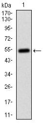 Figure 1: Western blot analysis using CD14 mAb against human CD14 (AA: 20-214) recombinant protein. (Expected MW is 46.8 kDa)