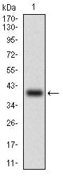 Figure 1: Western blot analysis using ABCB1 mAb against human ABCB1 (AA: 632-693) recombinant protein. (Expected MW is 32.4 kDa)