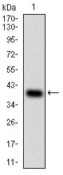 Figure 1: Western blot analysis using PTPRC mAb against human PTPRC (AA: 928-989) recombinant protein. (Expected MW is 33 kDa)