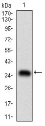 Figure 1: Western blot analysis using ABCB1 mAb against human ABCB1 (AA: 632-693) recombinant protein. (Expected MW is 32.4 kDa)