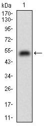 Figure 1: Western blot analysis using CSF1R mAb against human CSF1R (AA: 344-497) recombinant protein. (Expected MW is 43.3 kDa)