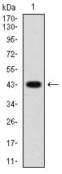Figure 1: Western blot analysis using PRKAG1 mAb against human PRKAG1 (AA: 230-331) recombinant protein. (Expected MW is 37.4 kDa)