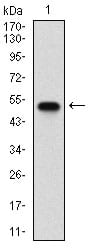 Figure 1: Western blot analysis using SDC1 mAb against human SDC1 (AA: 28-171) recombinant protein. (Expected MW is 44.4 kDa)