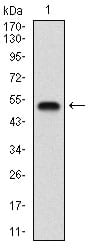 Figure 1: Western blot analysis using GABBR2 mAb against human GABBR2 (AA: 319-483) recombinant protein. (Expected MW is 44.9 kDa)