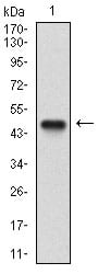 Figure 1: Western blot analysis using NBN mAb against human NBN (AA: 467-615) recombinant protein. (Expected MW is 44.3 kDa)