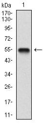 Figure 1: Western blot analysis using BDNF mAb against human BDNF (AA: 19-248) recombinant protein. (Expected MW is 51.7 kDa)