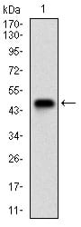 Figure 1: Western blot analysis using PIK3CG mAb against human PIK3CG (AA: 1-100) recombinant protein. (Expected MW is 37.5 kDa)