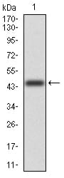 Figure 1:Western blot analysis using MGMT mAb against human MGMT (AA: 32-210) recombinant protein. (Expected MW is 45.2 kDa)