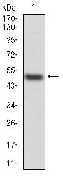 Figure 1:Western blot analysis using HSPB2 mAb against human HSPB2 (AA: 1-182) recombinant protein. (Expected MW is 46.2 kDa)