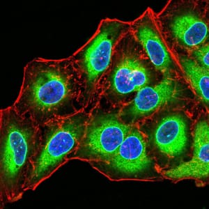 Figure 1:Immunofluorescence analysis of Hela cells using EMD mouse mAb (green). Blue: DRAQ5 fluorescent DNA dye. Red: Actin filaments have been labeled with Alexa Fluor- 555 phalloidin. Secondary antibody from Fisher (Cat#: 35503)