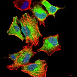 Figure 1:Immunofluorescence analysis of A549 cells using CSF3 mouse mAb (green). Blue: DRAQ5 fluorescent DNA dye. Red: Actin filaments have been labeled with Alexa Fluor- 555 phalloidin. Secondary antibody from Fisher (Cat#: 35503)