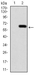 Figure 1:Western blot analysis using CALB2 mAb against HEK293 (1) and CALB2 (AA: 1-271)-hIgGFc transfected HEK293 (2) cell lysate.