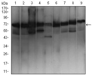Figure 1:Western blot analysis using EZR mouse mAb against MCF-7 (1), Hela (2), A431 (3), Hek293 (4), SK-N-SH (5), Jurkat (6), HepG2 (7), NIH/3T3 (8), and Cos7 (9) cell lysate.