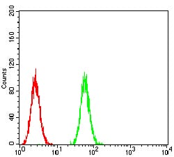 Figure 1:Flow cytometric analysis of Hela cells using P2RY13 mouse mAb (green) and negative control (red).