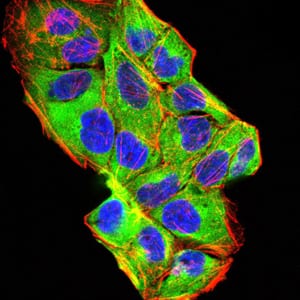 Figure 1:Immunofluorescence analysis of Hela cells using BMP2 mouse mAb (green). Blue: DRAQ5 fluorescent DNA dye. Red: Actin filaments have been labeled with Alexa Fluor- 555 phalloidin. Secondary antibody from Fisher (Cat#: 35503)