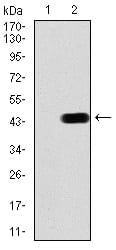Figure 1:Western blot analysis using CBX6 mAb against HEK293 (1) and CBX6 (AA: 269-412)-hIgGFc transfected HEK293 (2) cell lysate.