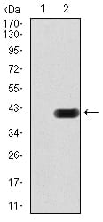 Figure 1:Western blot analysis using CIDEC mAb against HEK293 (1) and CIDEC (AA: 53-141)-hIgGFc transfected HEK293 (2) cell lysate.