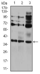 Figure 1:Western blot analysis using CIDEC mouse mAb against HEK293 (1), A431 (2), and HCT116 (3) cell lysate.