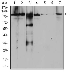 Figure 1:Western blot analysis using RAB11FIP1 mouse mAb against Raji (1), SW620 (2), A431 (3), SW480 (4), HepG2 (5), Hela (6), and NIH3T3 (7) cell lysate.