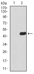 Figure 1:Western blot analysis using ERCC1 mAb against HEK293 (1) and ERCC1 (AA: 151-297)-hIgGFc transfected HEK293 (2) cell lysate.