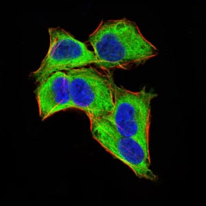 Figure 1:Immunofluorescence analysis of Hela cells using GLI1 mouse mAb (green). Blue: DRAQ5 fluorescent DNA dye. Red: Actin filaments have been labeled with Alexa Fluor- 555 phalloidin. Secondary antibody from Fisher (Cat#: 35503)