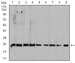 Figure 1:Western blot analysis using RALA mouse mAb against HepG2 (1), MCF-7 (2), A549 (3), K562 (4), Raji (5), MOLT4 (6), Hela (7), COS7 (8), and NIH3T3 (9) cell lysate.