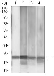 Figure 1:Western blot analysis using MGMT mouse mAb against MCF-7 (1), Jurkat (2), HepG2 (3), and PC-3 (4) cell lysate.