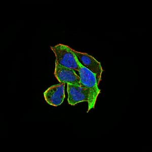 Figure 1:Immunofluorescence analysis of Hela cells using RND3 mouse mAb (green). Blue: DRAQ5 fluorescent DNA dye. Red: Actin filaments have been labeled with Alexa Fluor-