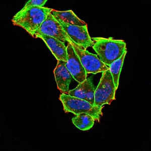 Figure 1:Immunofluorescence analysis of Hela cells using RND3 mouse mAb (green). Blue: DRAQ5 fluorescent DNA dye. Red: Actin filaments have been labeled with Alexa Fluor-