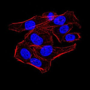 Figure 1:Immunofluorescence analysis of HeLa cells using AOF1 mouse mAb. Blue: DRAQ5 fluorescent DNA dye. Red: Actin filaments have been labeled with Alexa Fluor- 555 pha