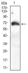 Figure 1:Western blot analysis using ATG16L1 mouse mAb against Hela (1) cell lysate.